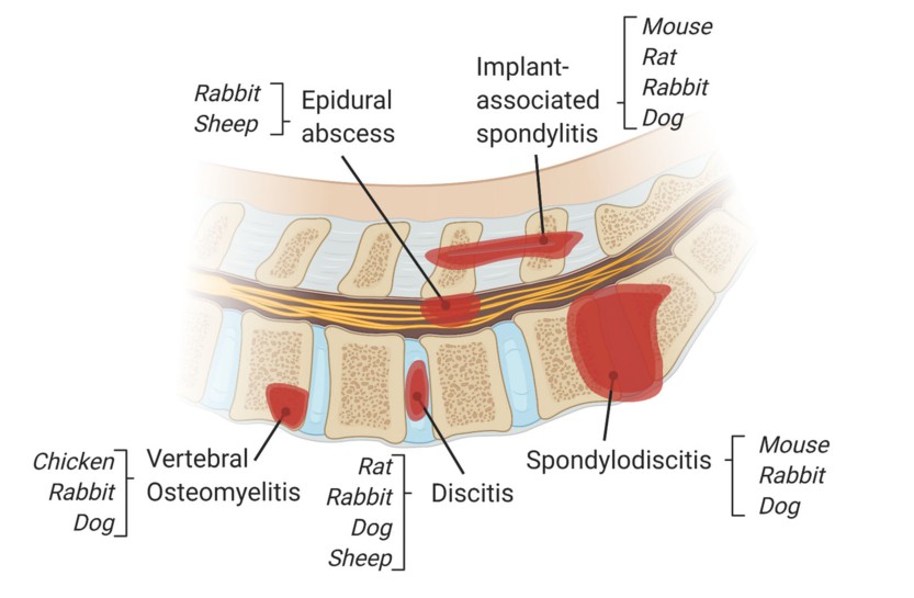 Animal models for vertebral column disease research.