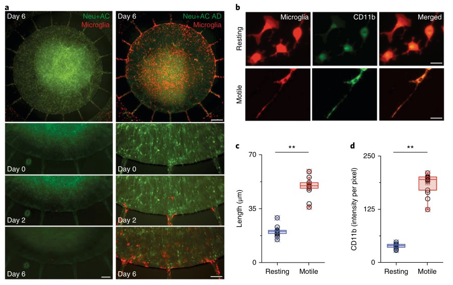 Activation of microglial inflammation.