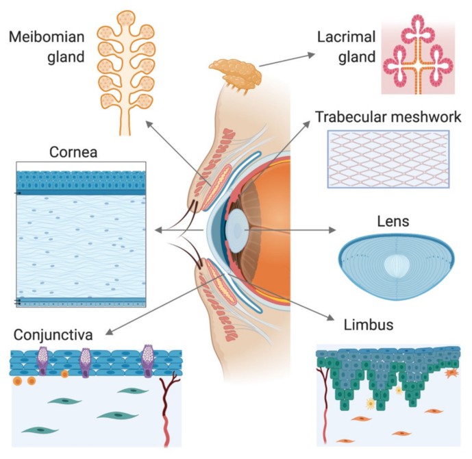 Complex Structure of the anterior segment of the eye.