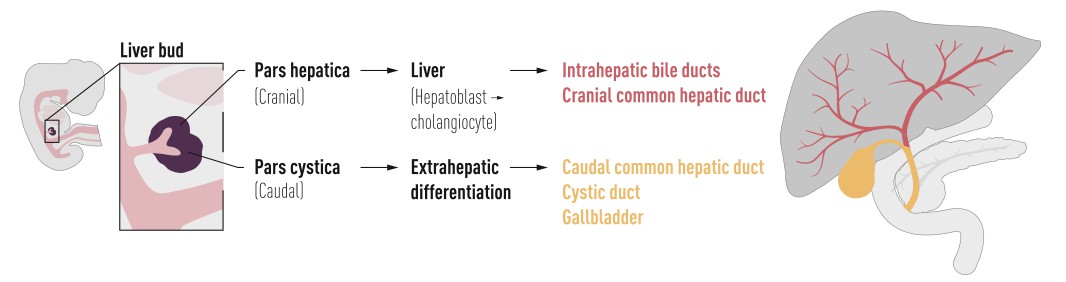 Anatomical diagram of the liver.