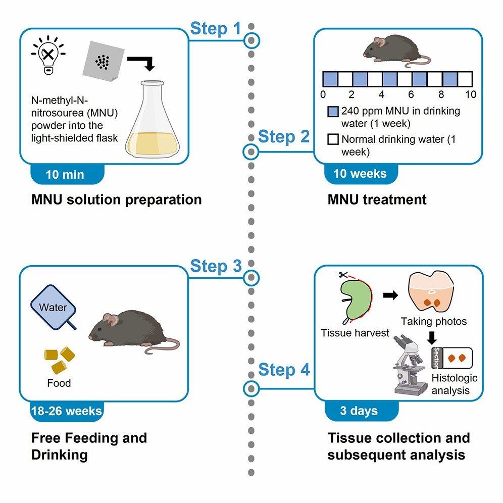 Protocol for chemically induced murine gastric tumor model.