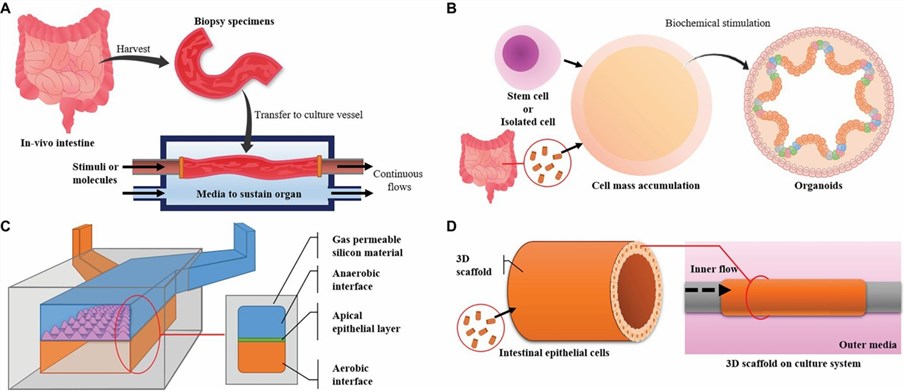 Major intestinal models and their designs.