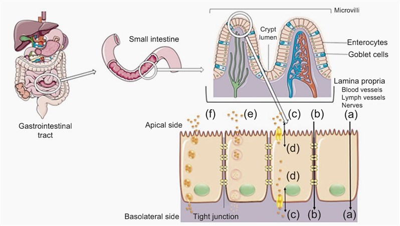 Schematic representation of the small intestine and transport pathways across the intestinal barrier.