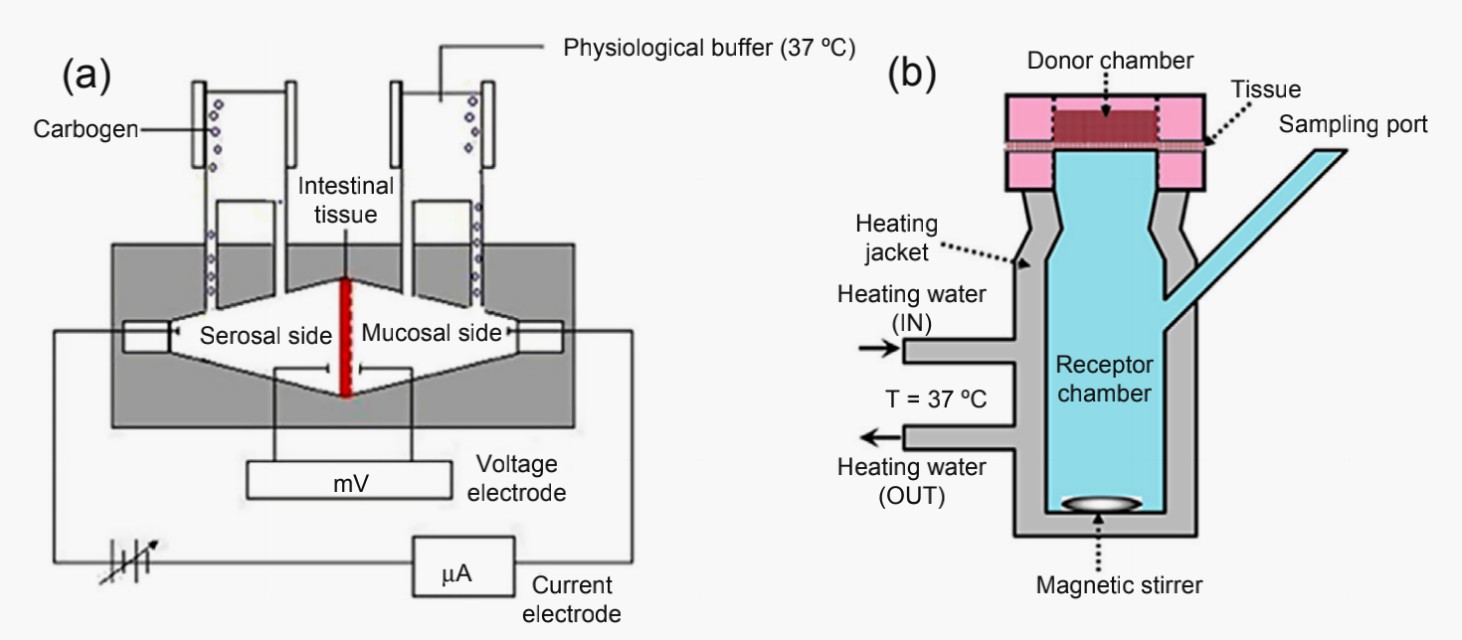 Schematic representation of the (a) classical Using chamber and (b) Franz diffusion cell.