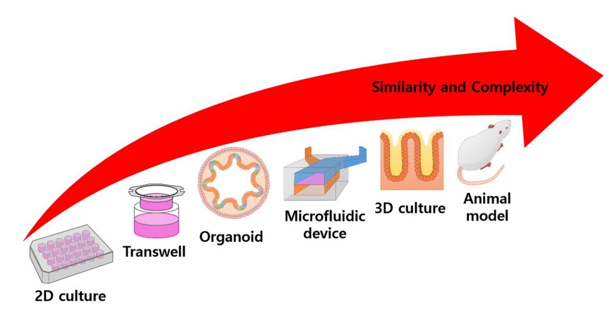 Overall scheme of experimental model.