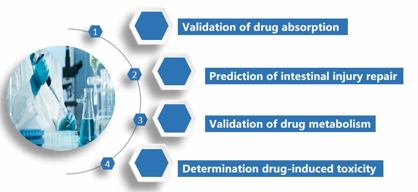 Application of ex vivo models. (Creative Biolabs)