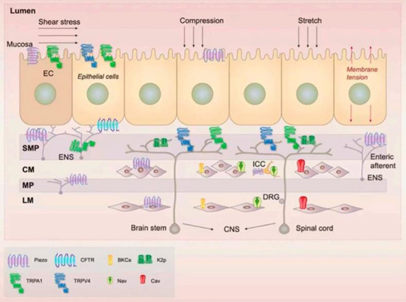 Expression of the mechanosensitive ion channels in the gastrointestinal (GI) tract.