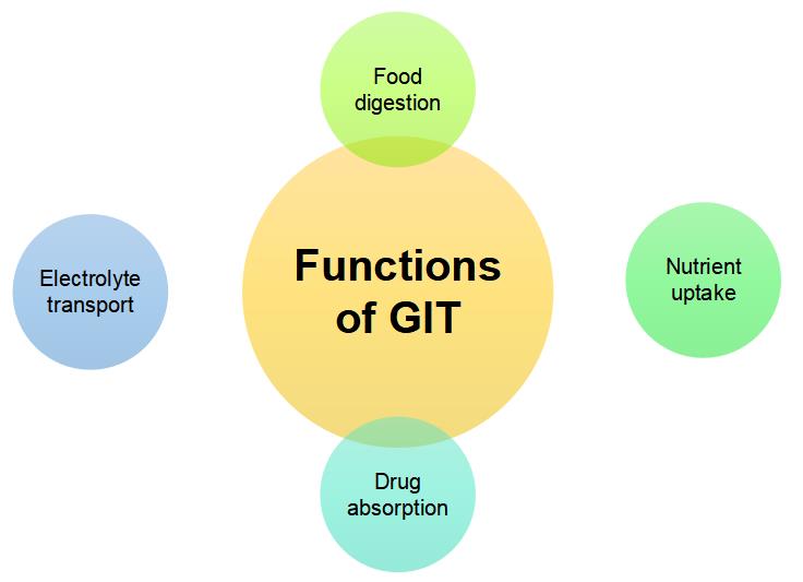 1-4-2-12-4-3d-ex-vivo-human-healthy-gi-ion-channel-model-2