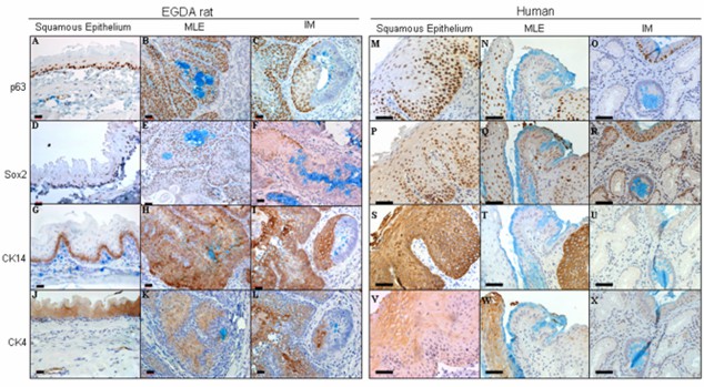 Image of rat and human tissue staining.