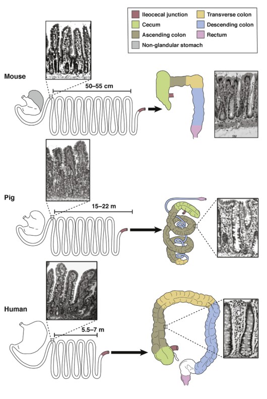 Comparison of murine, porcine, and human gastrointestinal tract anatomy and histology.