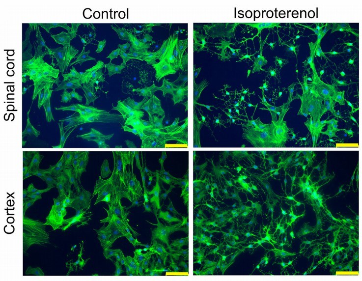 Adrenoceptors and isoprenaline affect the morphology of the spinal cord and cortex. (Kitano, 2021)