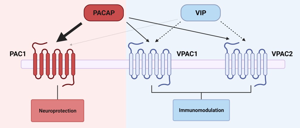 PACAP, VIP and their downstream effects.