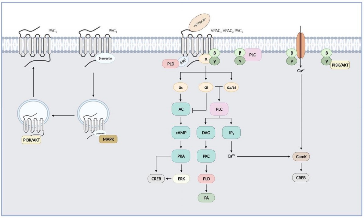 PACAP-VIP signaling pathways.