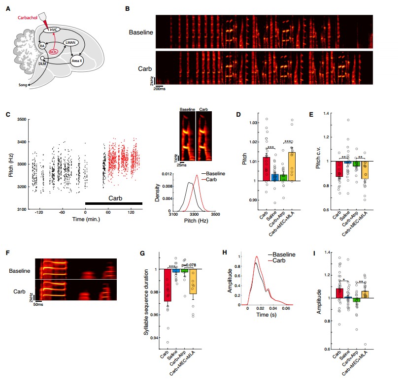 Acetylcholine-carbachol-related research in birds.