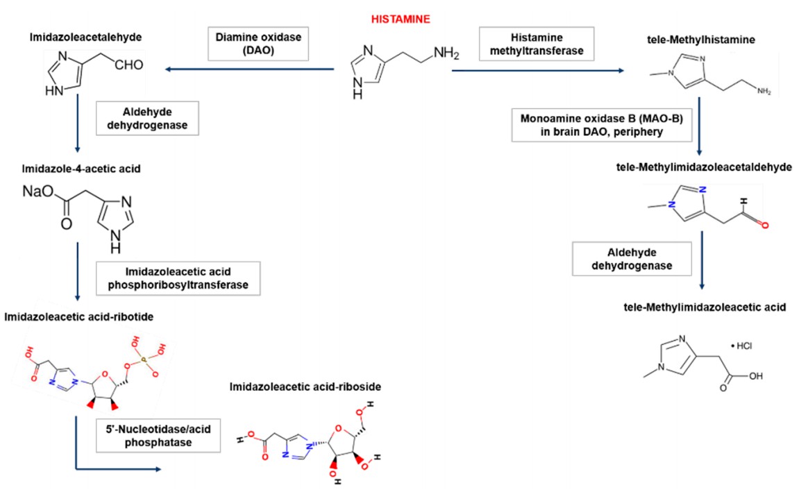 Biogenic amine histamine metabolism.