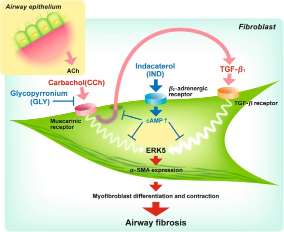 Schematic illustration of CCh-induced endogenous TGF-β1 signaling loop in COPD lung fibroblasts.