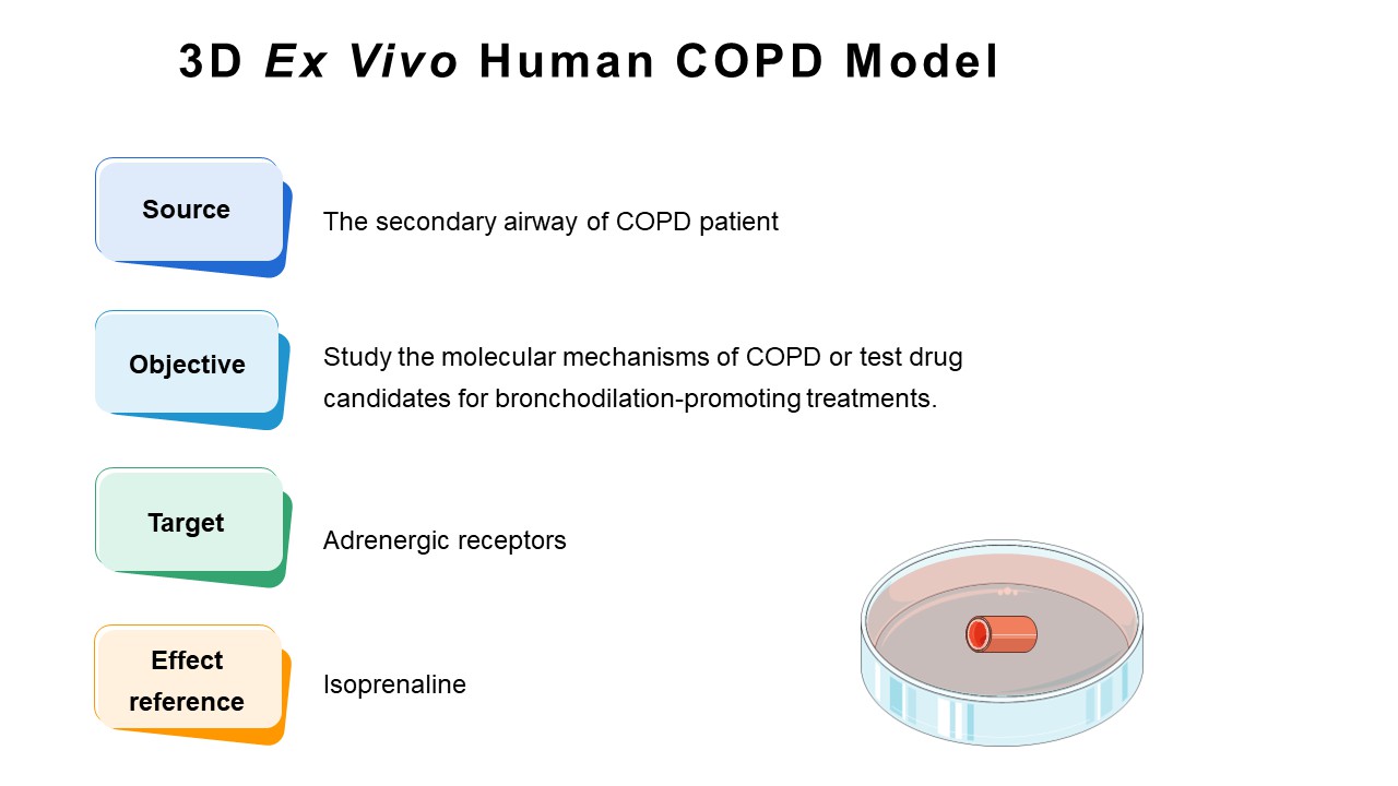 3D ex vivo human COPD model.