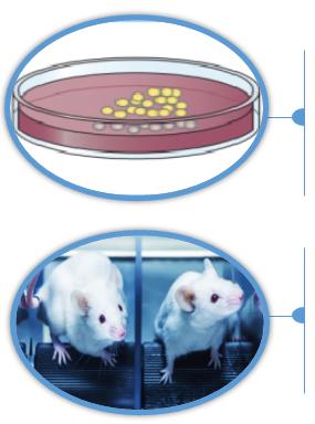 3D Ex Vivo Human Lung Tissue Model