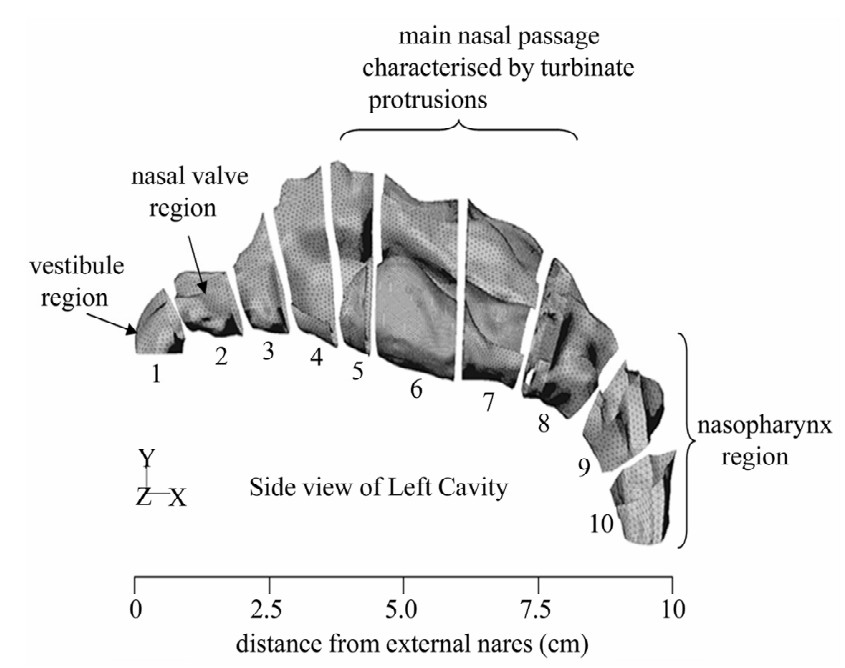 Schematic of the nasal cavity.