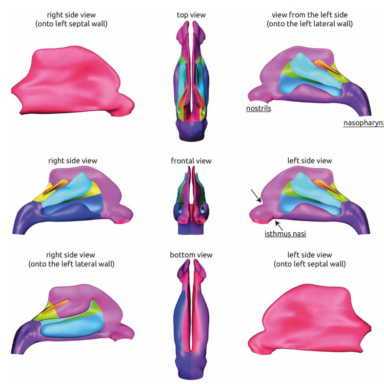 Visualization of the average geometry of the healthy nasal cavity.