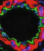 Cardiomyocyte cross section. (Bao,2022)