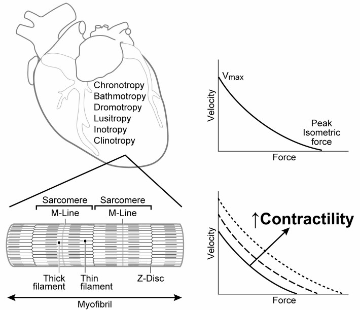 Cardiac contractility is represented by directionally similar changes in both force and velocity.