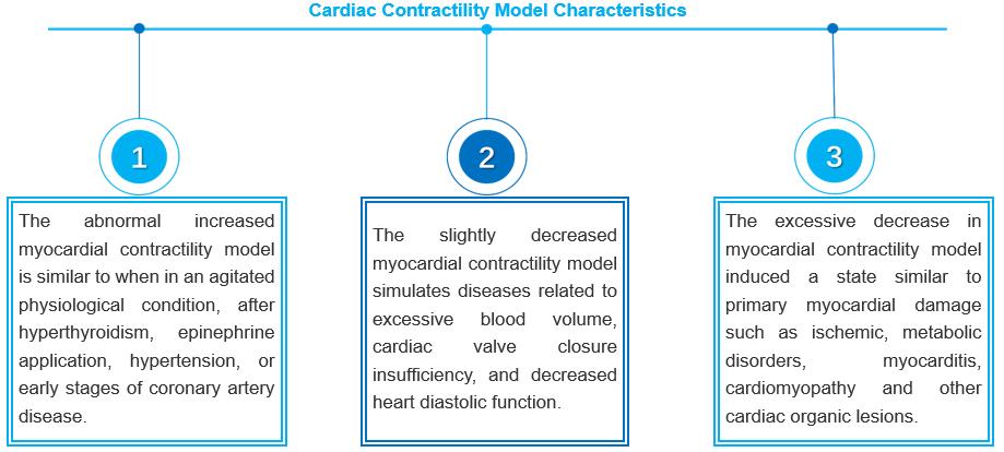 3D Ex Vivo Human Cardiac Contractility Model