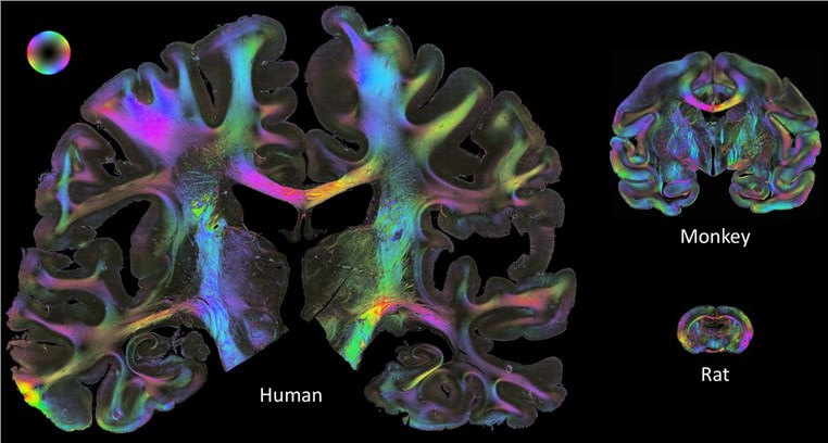 Brain artery connectivity map of different species.