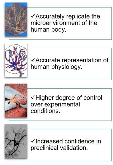 3D Ex Vivo Human Chorionic Plate Arteries Model