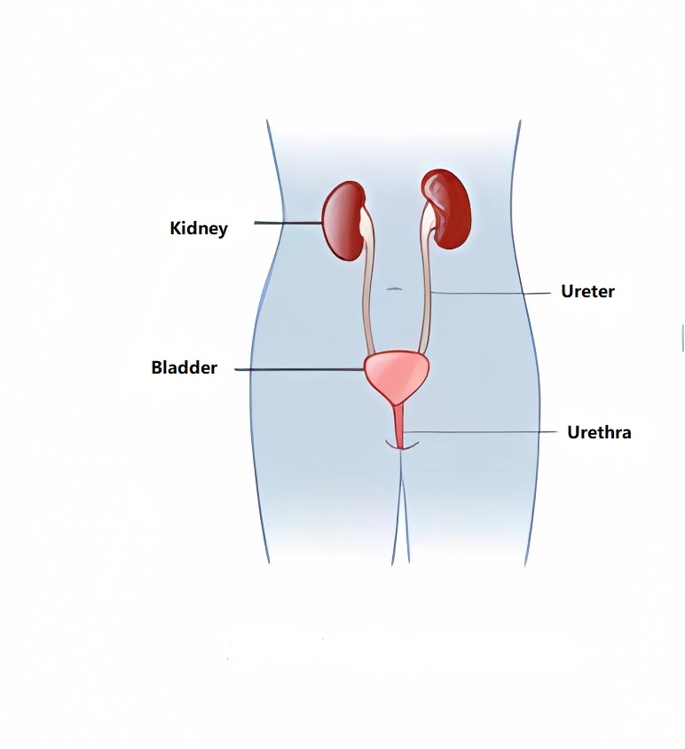 Urinary System and Related Diseases