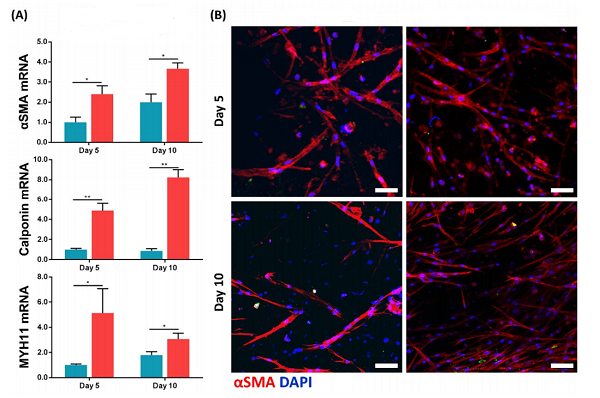 Bladder muscle cells under physiological stimuli.