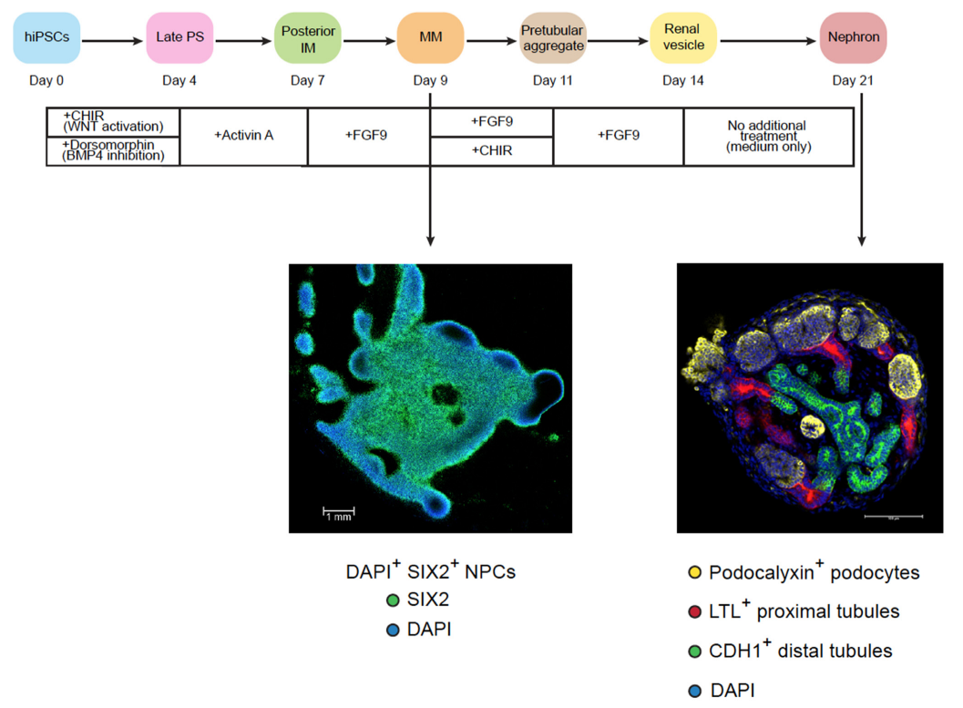 Directed differentiation of the kidney