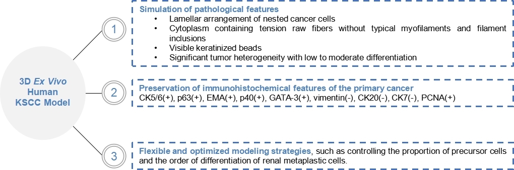 Features of 3D Ex Vivo Human KSCC Model