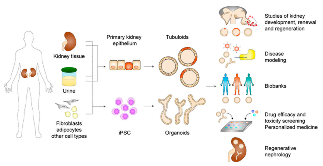 Development and application of kidney organoids model.