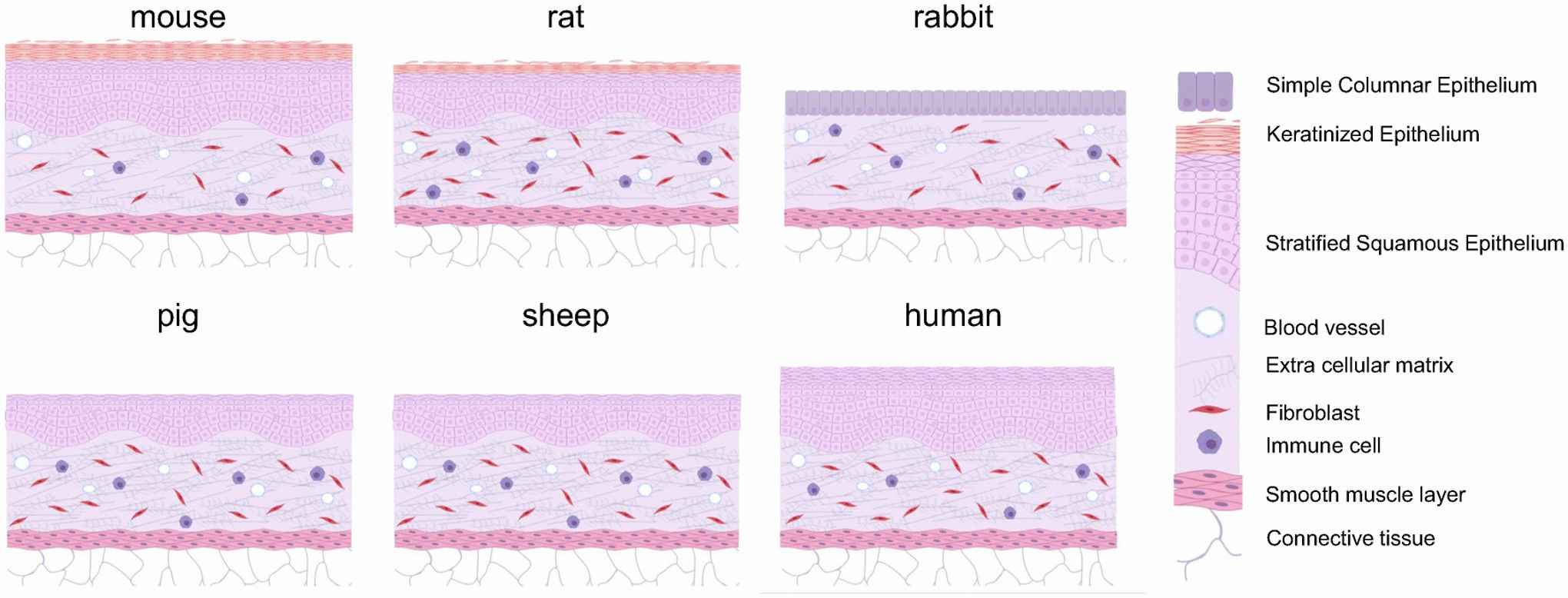 3D Ex Vivo Human Vagina Model Introduction - Creative Biolabs