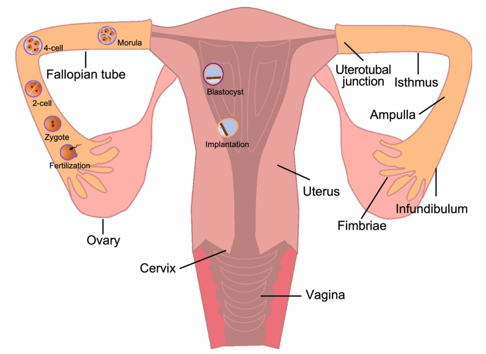 Oviduct - an overview