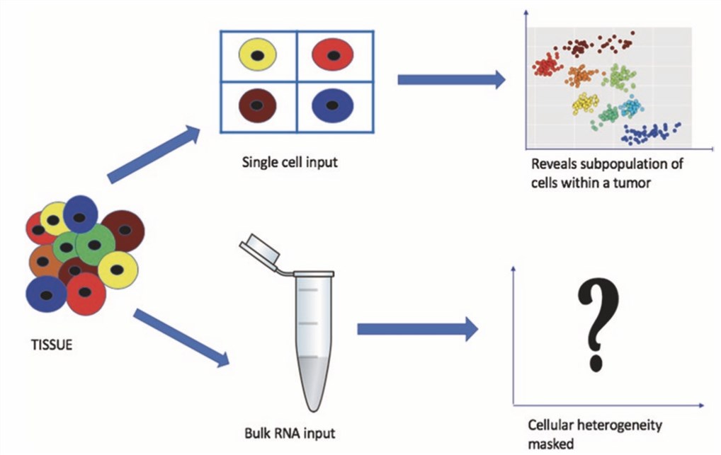 Single-cell sequencing can illustrate the heterogeneity whereas bulk sequencing can’t.