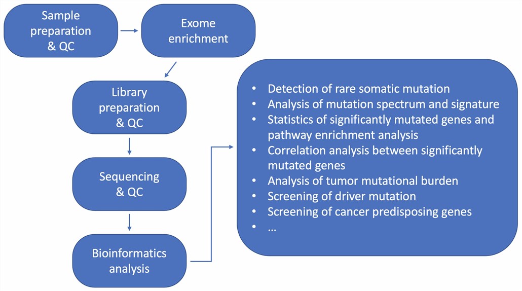 The procedure of whole-exome sequencing.