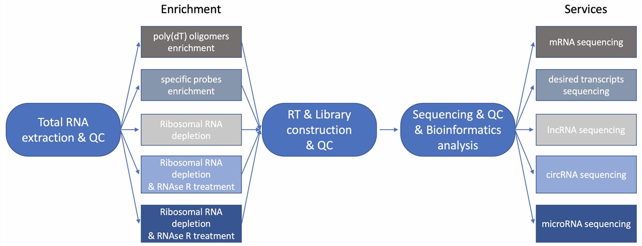 The workflow of RNA sequencing.