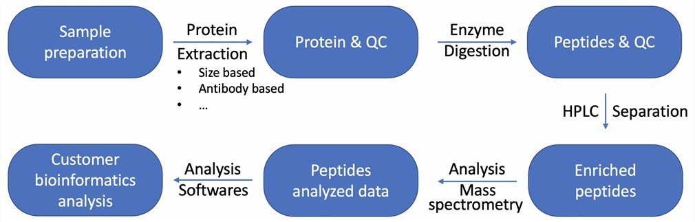 The workflow of proteomic analysis.