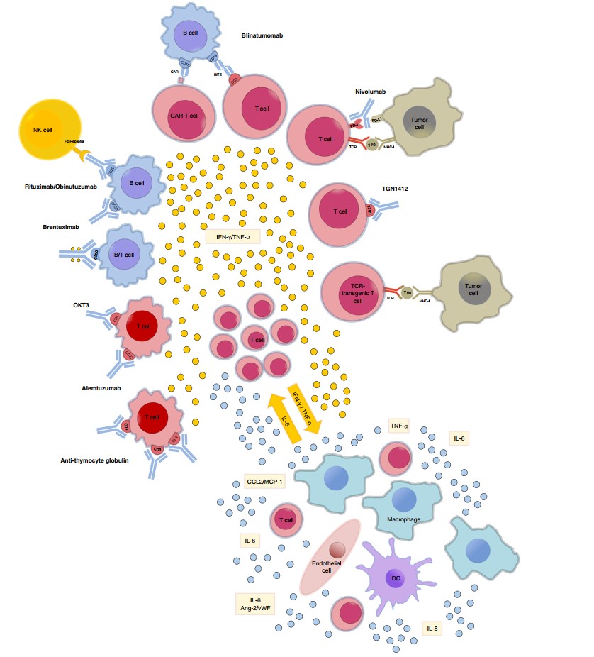 Cytokine Release Assay.