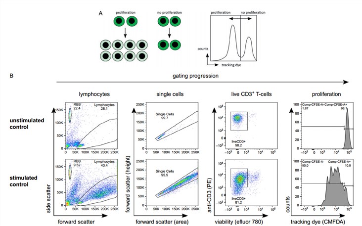 Examples of proliferation detection by flow cytometry.