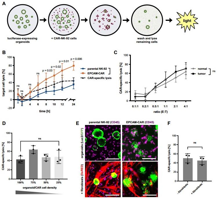 Quantification of luciferase-based CAR-NK cell killing on 3D models.