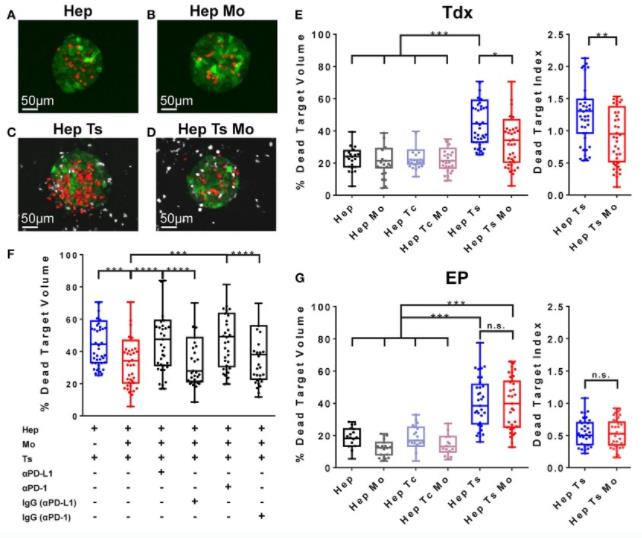 A 3D ex vivo tumor model was used to elucidate the killing effect of monocytes.