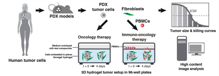 Diagram of building the 3D tumor platform and detecting kills.