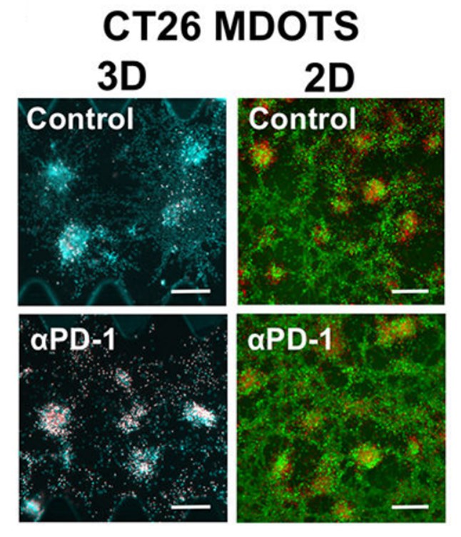 Imaging of 3D tumor ex vivo models.