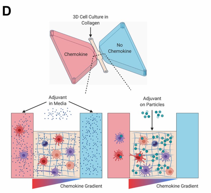 Setup of a microfluidic device for the study of BMDC migration in response to adjuvant.