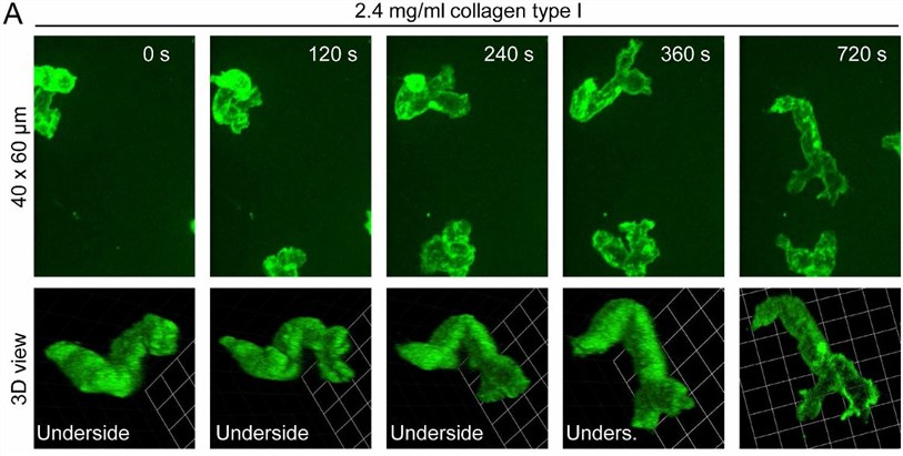 3D morphology of human monocytes migrating in collagen type I.