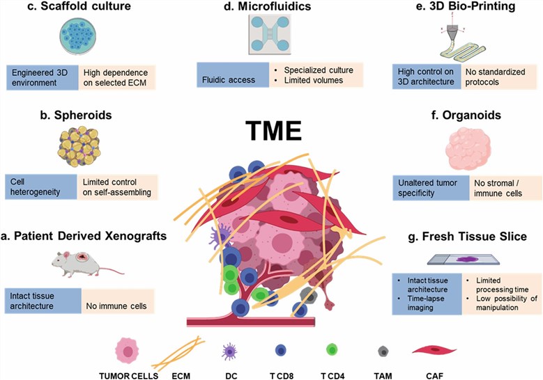 Major preclinical models for cancer research. (Modugno, 2019)