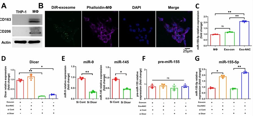 Macrophage immune response analysis. (Creative Biolabs)